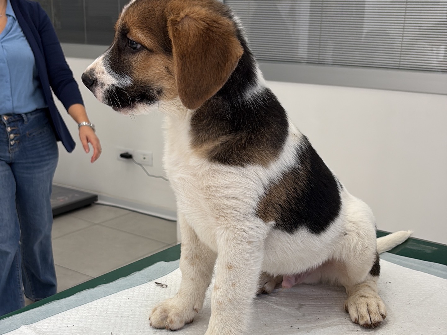 Adozione cane, maschio, Pastore australiano Razza sconosciuta, 3 mesi, taglia media, Siracusa