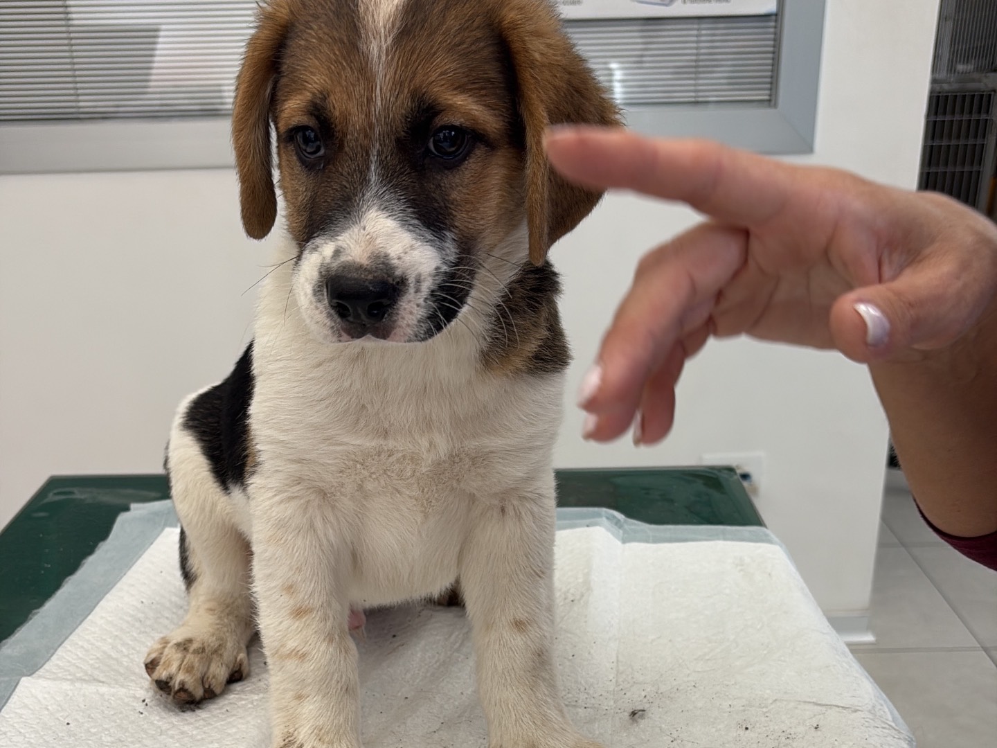 Adotta un cane, maschio, 3 mesi, Siracusa