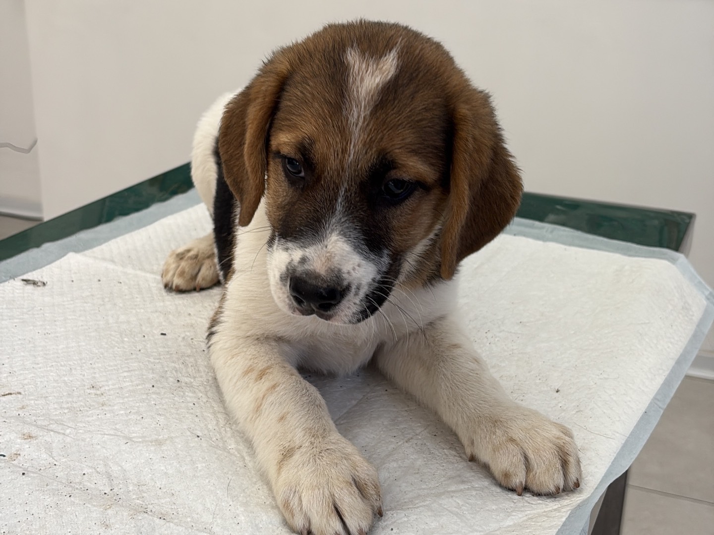 Adotta un cane, taglia media, maschio, Siracusa