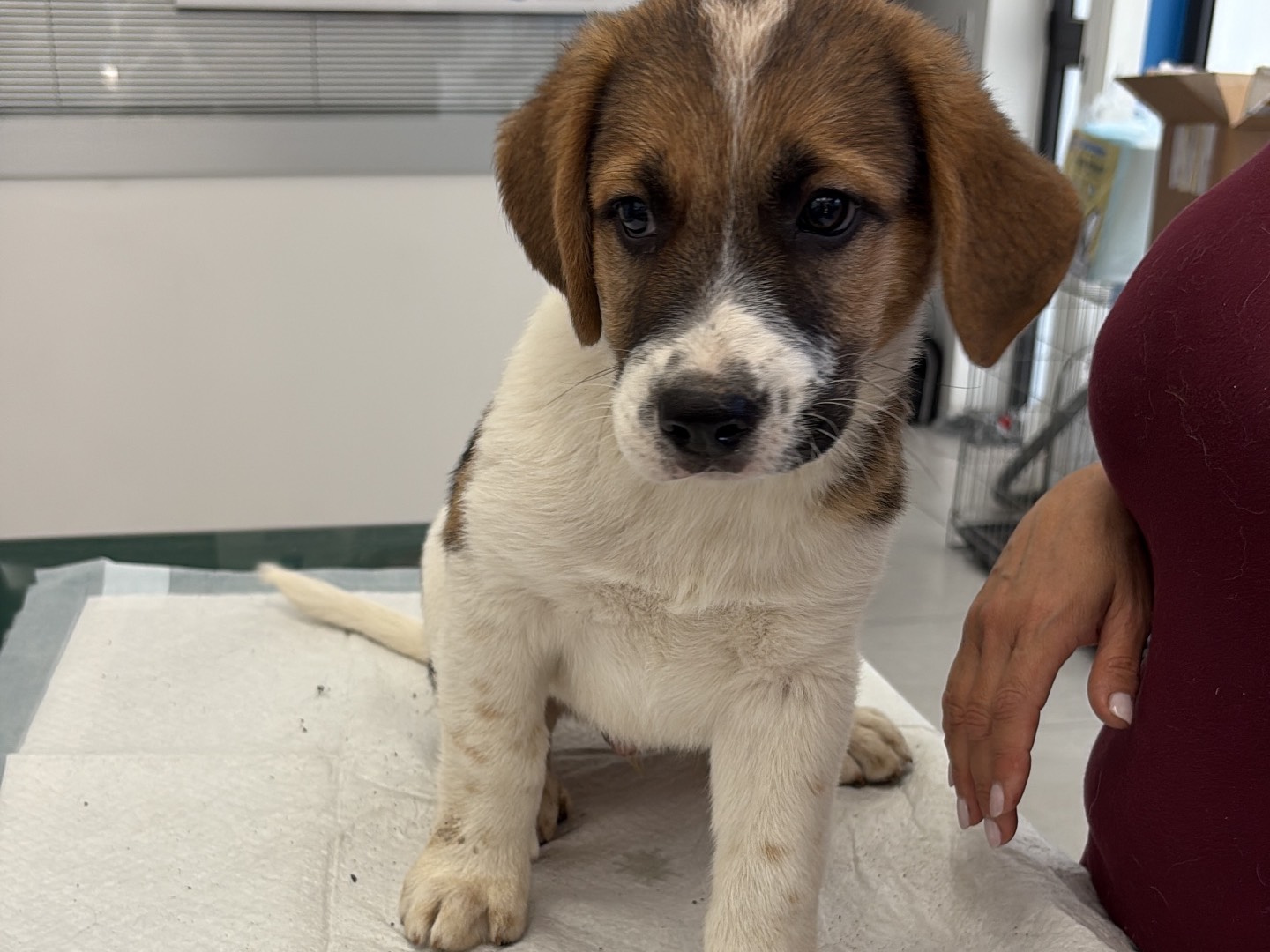 Vuoi adottare un cane a Siracusa?