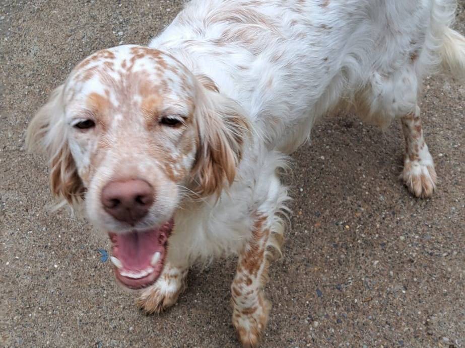 Adozione cane, femmina, Setter Inglese Razza sconosciuta, 3 anni e 1 mese, taglia media, Milano