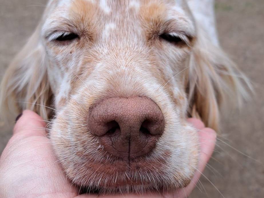 Adotta un cane, femmina, 3 anni e 1 mese, Milano