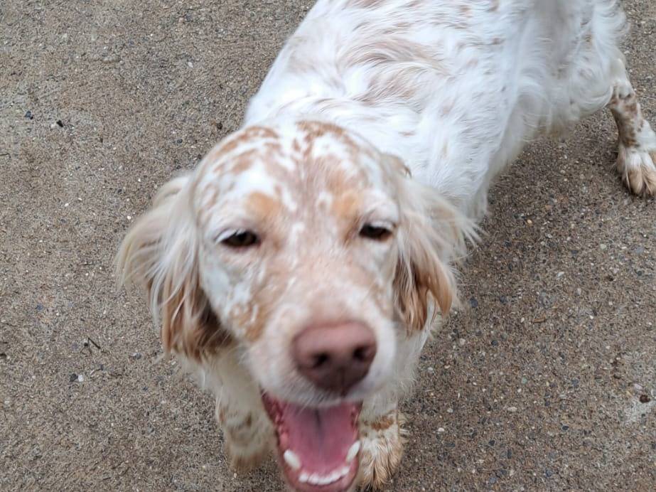Adotta un cane, taglia media, femmina, Milano