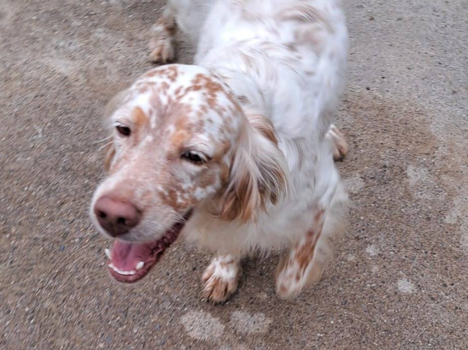 Vuoi adottare un cane a Milano?