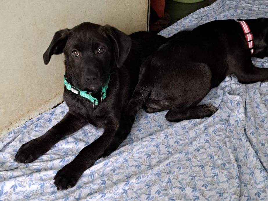 Adotta un cane, maschio, 3 mesi, Milano