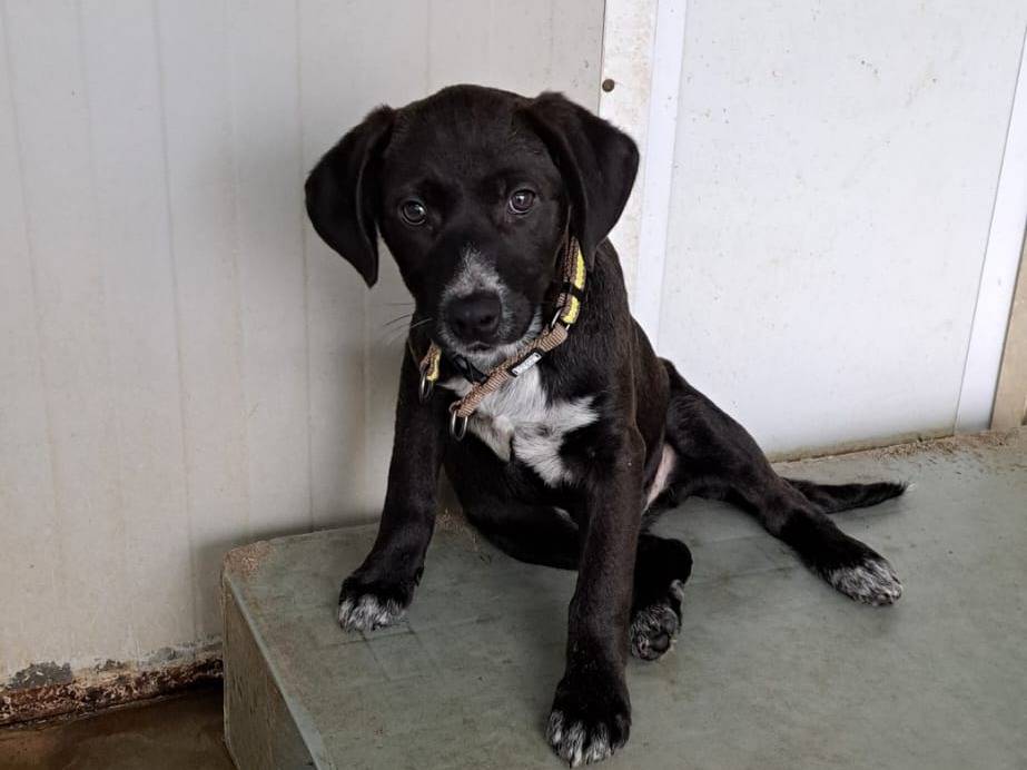 Adotta un cane, femmina, 3 mesi, Milano