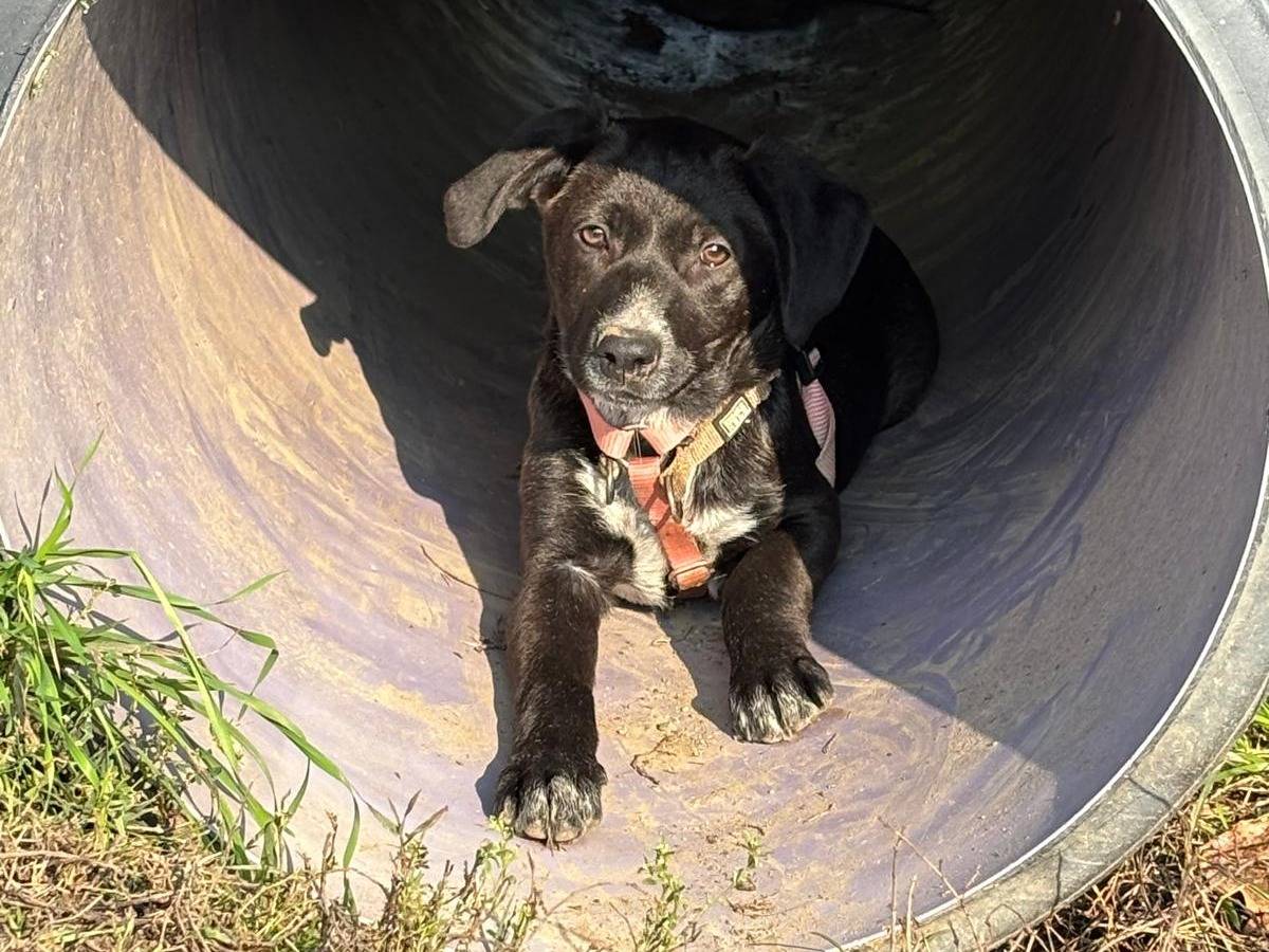 Adotta un cane, taglia media contenuta, femmina, Milano