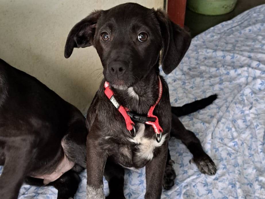 Adozione cane, femmina, Razza sconosciuta Razza sconosciuta, 3 mesi, taglia media contenuta, Milano