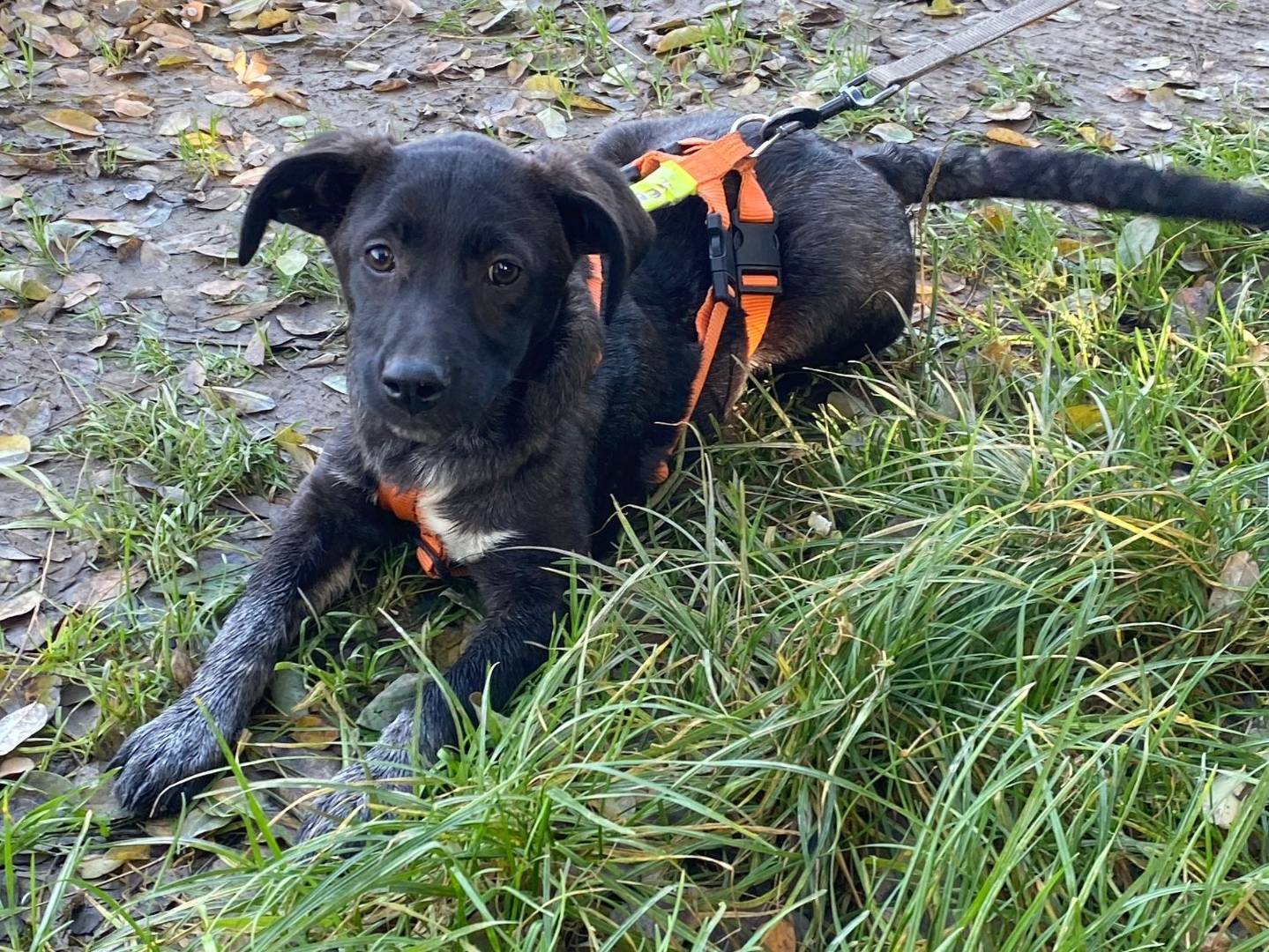 Adotta un cane, femmina, 3 mesi, Milano