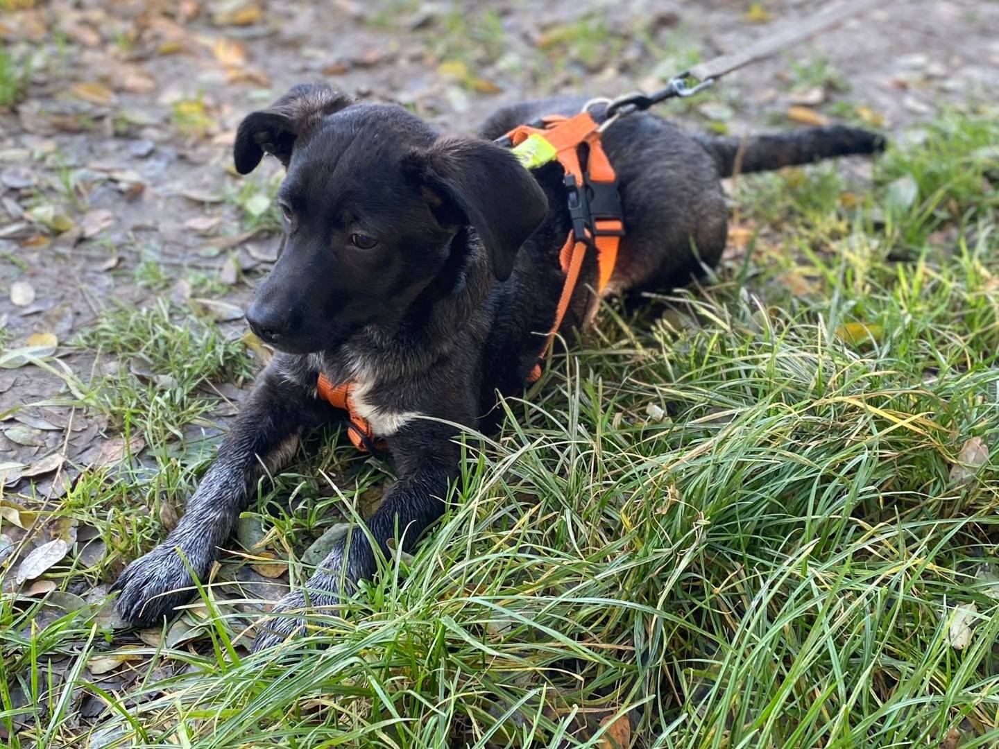 Adotta un cane, taglia media contenuta, femmina, Milano