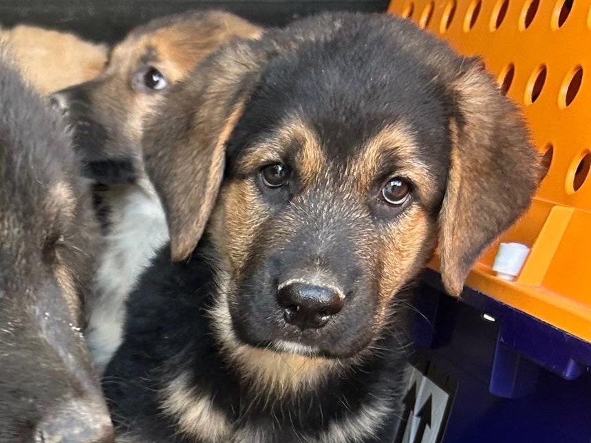 Adotta un cane, maschio, 3 mesi, Siracusa