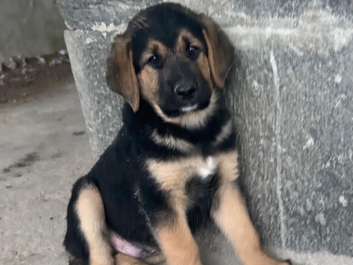 Adotta un cane, taglia media, maschio, Siracusa