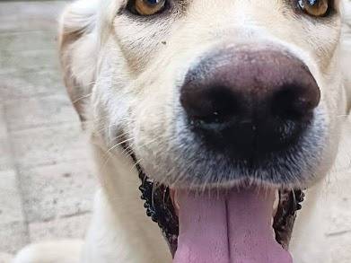 Adotta un cane, maschio, 1 anno e 11 mesi, Palermo
