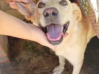 Adozione cane, maschio, Labrador Retriever Razza sconosciuta, 1 anno e 11 mesi, taglia media, Palermo