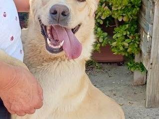 Vuoi adottare un cane a Palermo?