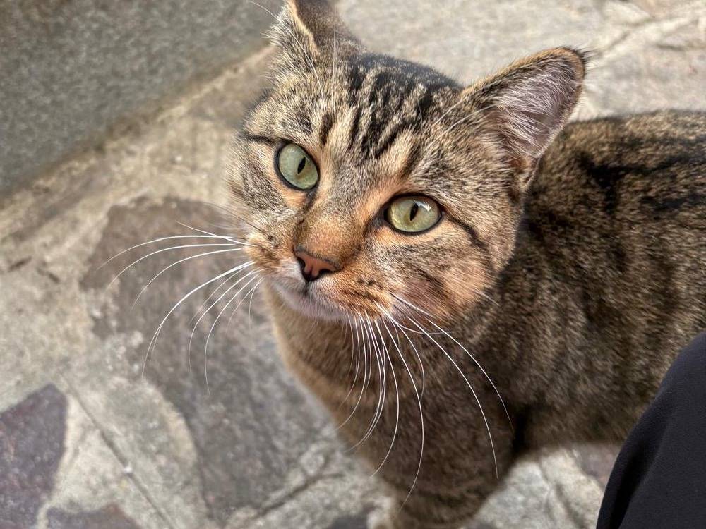 Adozione gatto, maschio, Razza sconosciuta Razza sconosciuta, 7 mesi, taglia non valida, Milano