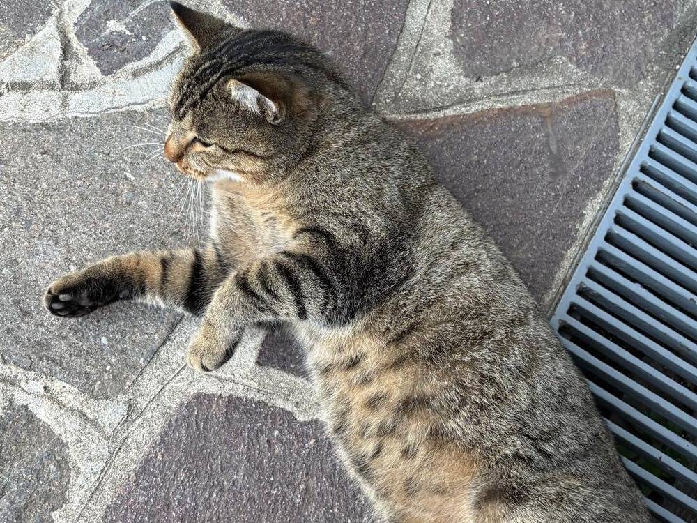 Adotta un gatto, taglia non valida, maschio, Milano