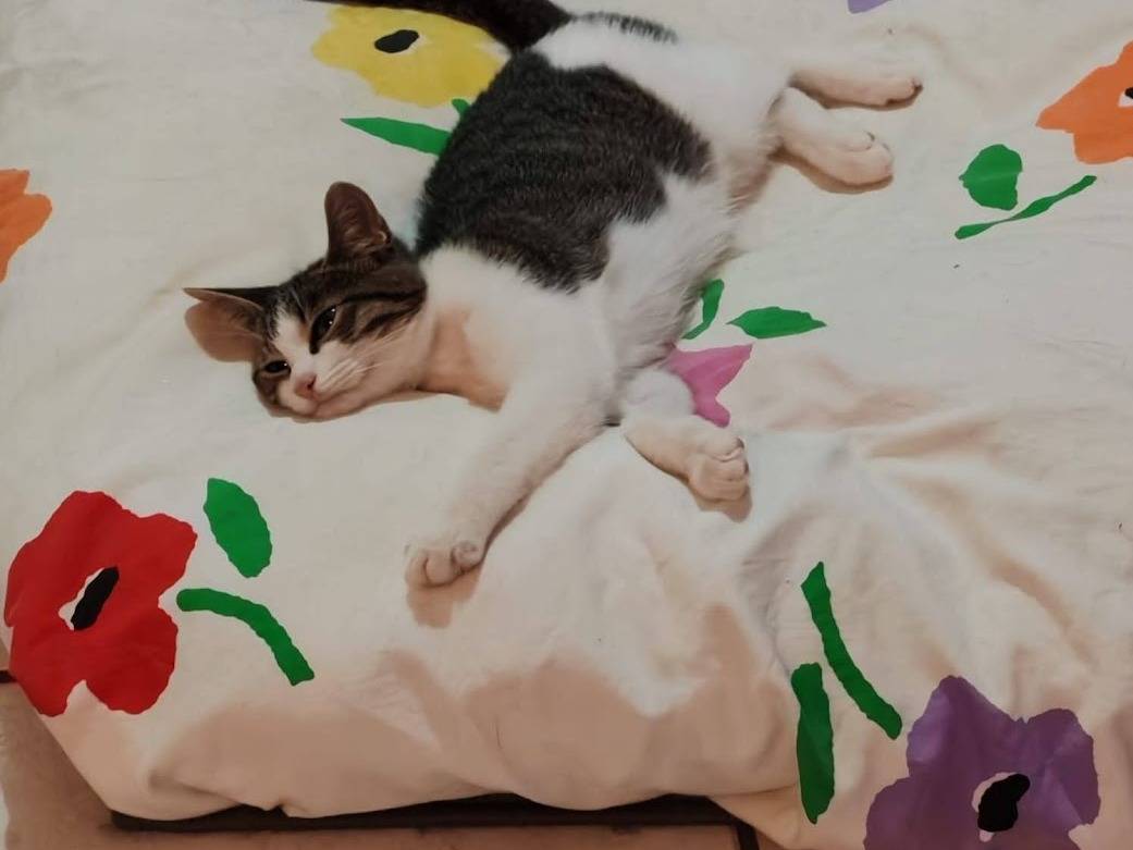 Adozione gatto, maschio, Razza sconosciuta Razza sconosciuta, 5 mesi, taglia non valida, Palermo