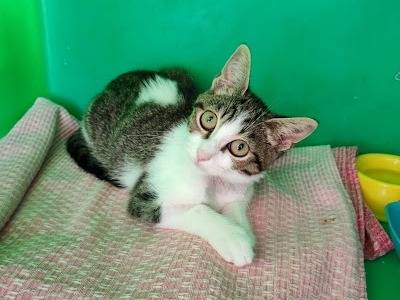 Adotta un gatto, maschio, 5 mesi, Palermo