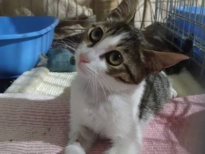 Adotta un gatto, taglia non valida, maschio, Palermo