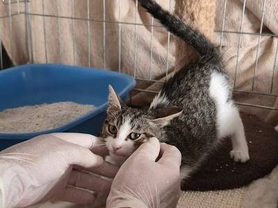 Adotta il gatto CONNOR a Palermo