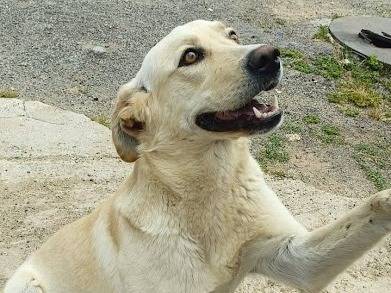 Adotta il cane DIEGO a Palermo