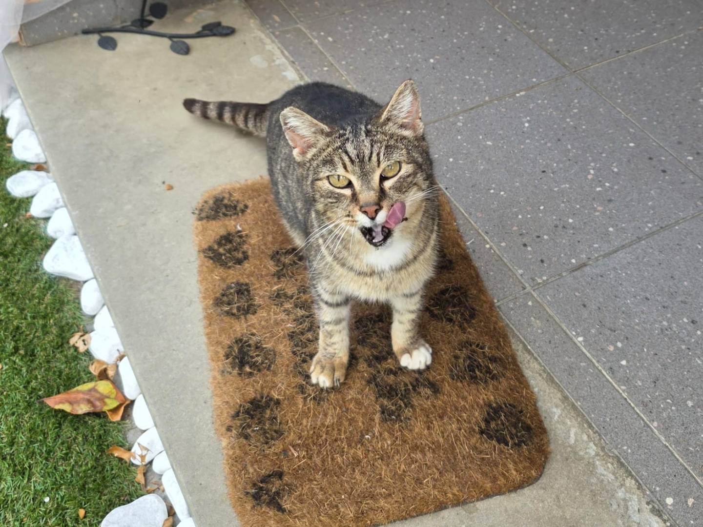 Adotta un gatto, femmina, 11 anni e 10 mesi, Roma