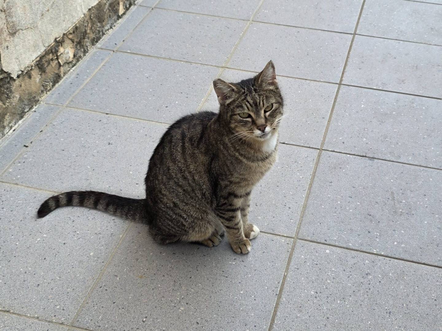 Adotta un gatto, taglia non valida, femmina, Roma