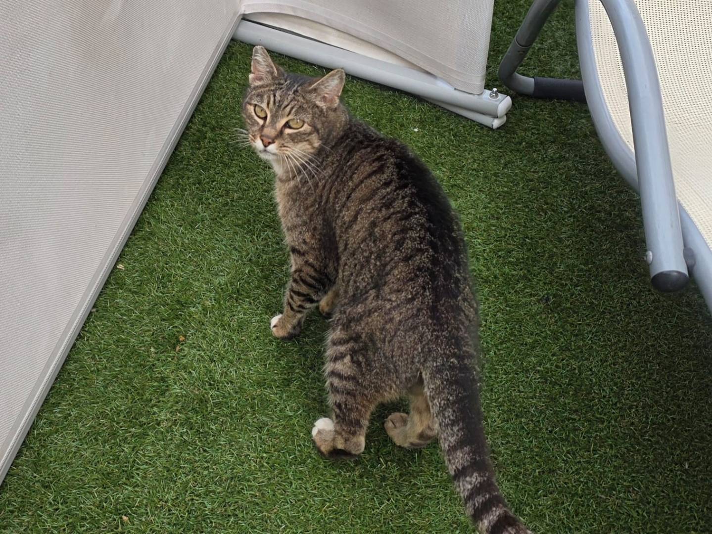 Vuoi adottare un gatto a Roma?