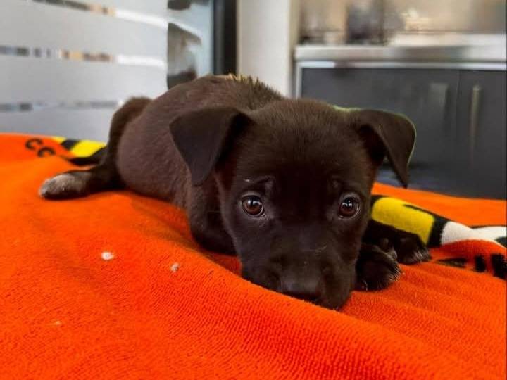 Adozione cane, femmina, Razza sconosciuta Razza sconosciuta, 1 mesi, taglia piccola, Roma