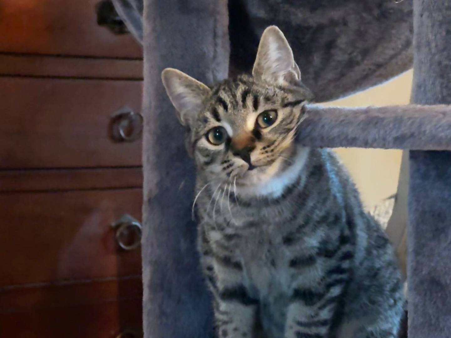 Adozione gatto, femmina, Razza sconosciuta Razza sconosciuta, 4 mesi, taglia non valida, Verona