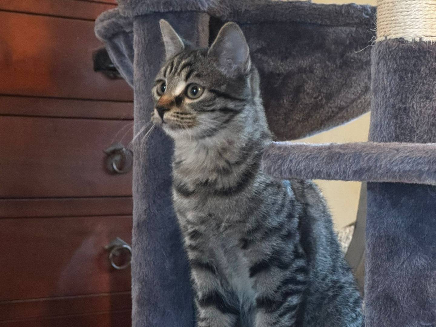 Adotta un gatto, femmina, 4 mesi, Verona