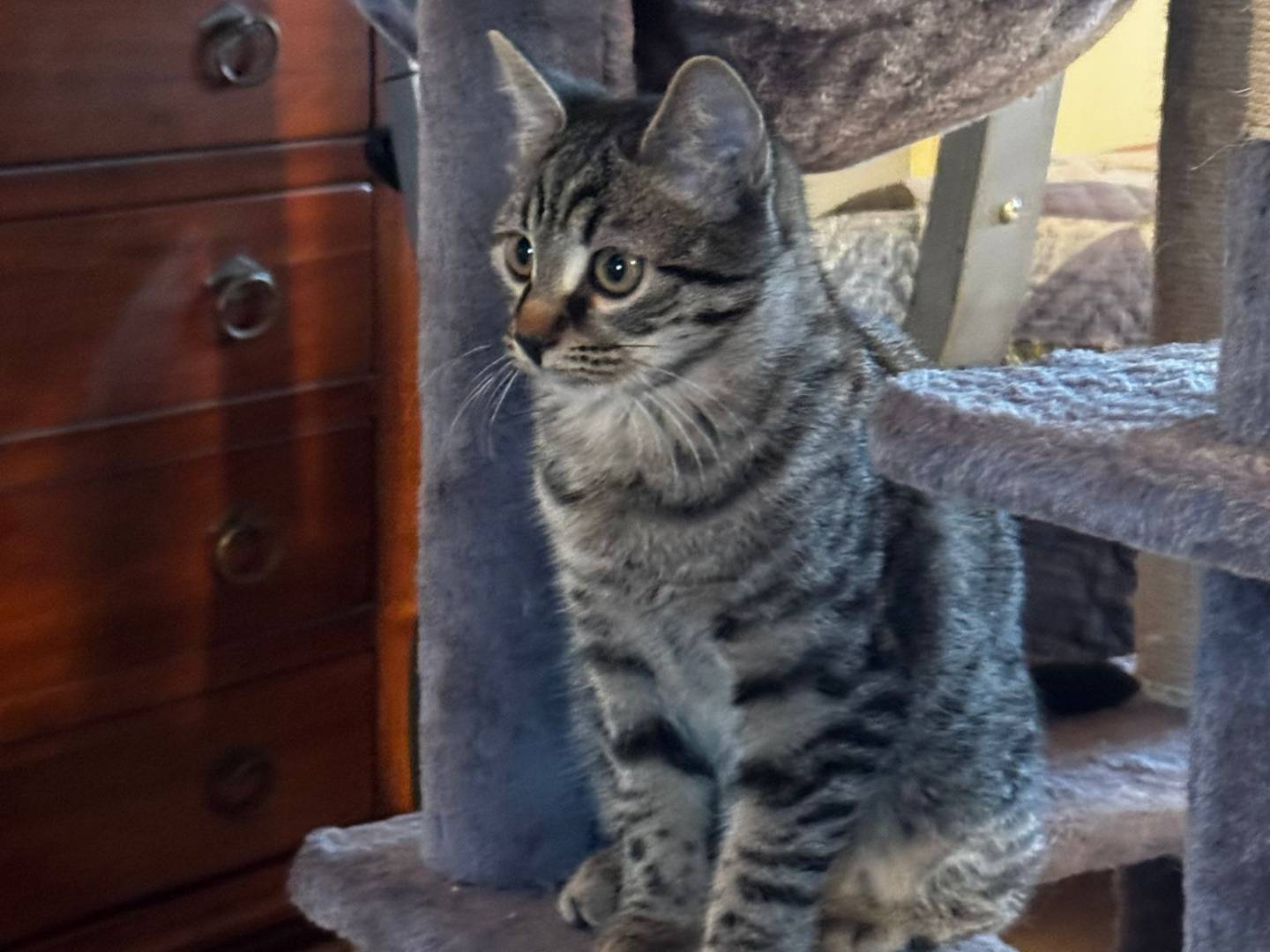 Adotta un gatto, taglia non valida, femmina, Verona