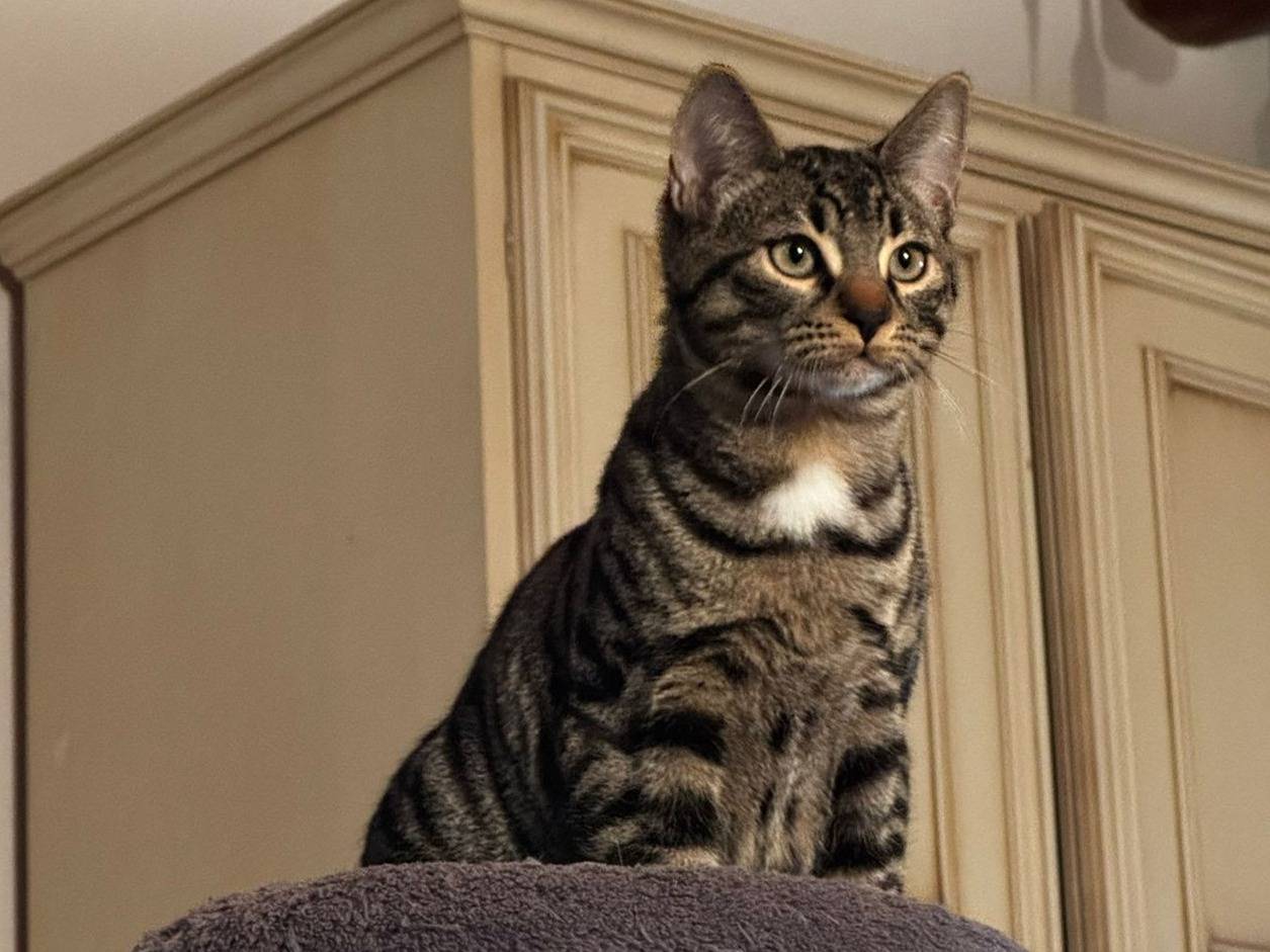 Adozione gatto, maschio, Razza sconosciuta Razza sconosciuta, 4 mesi, taglia non valida, Verona