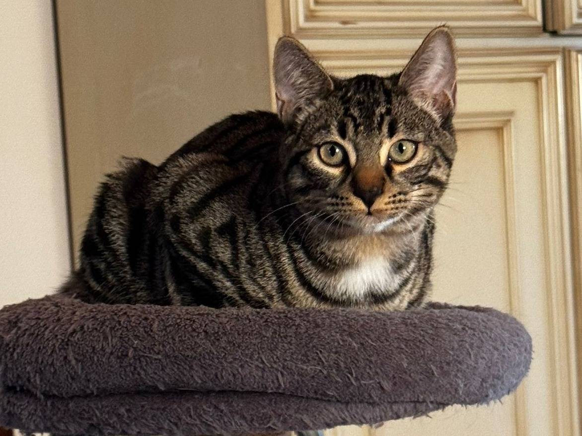 Adotta un gatto, maschio, 4 mesi, Verona