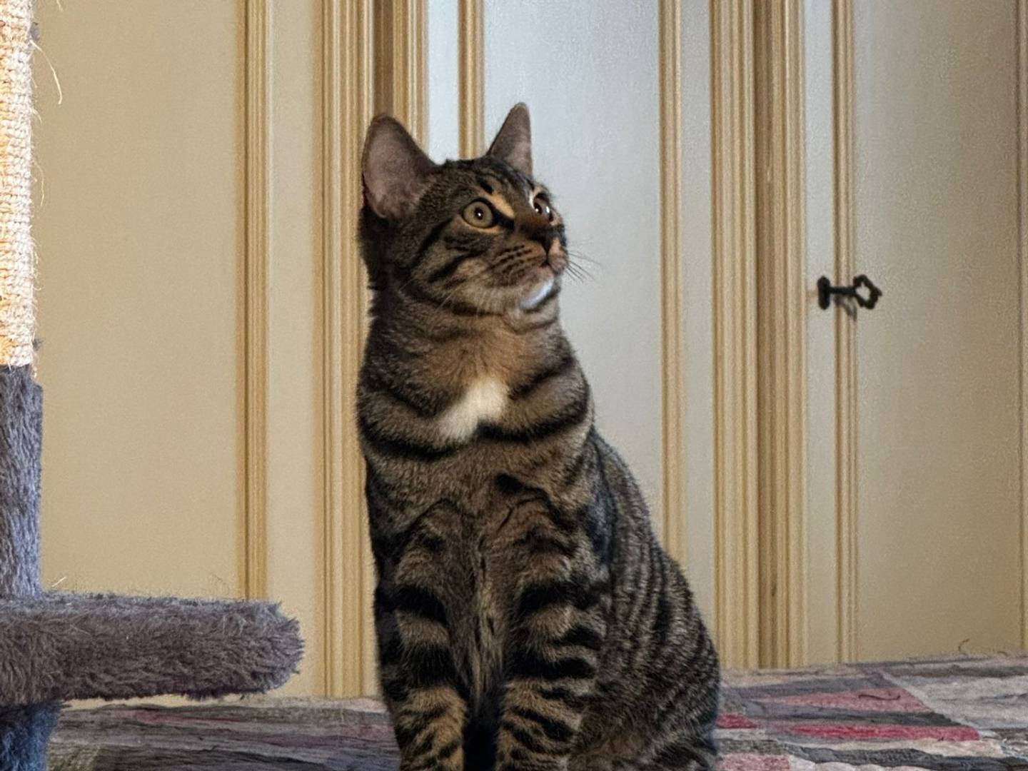 Adotta un gatto, taglia non valida, maschio, Verona