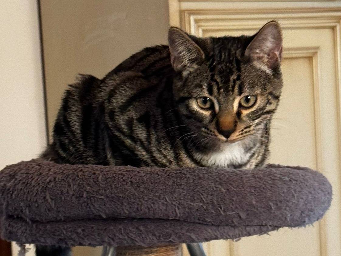 Vuoi adottare un gatto a Verona?