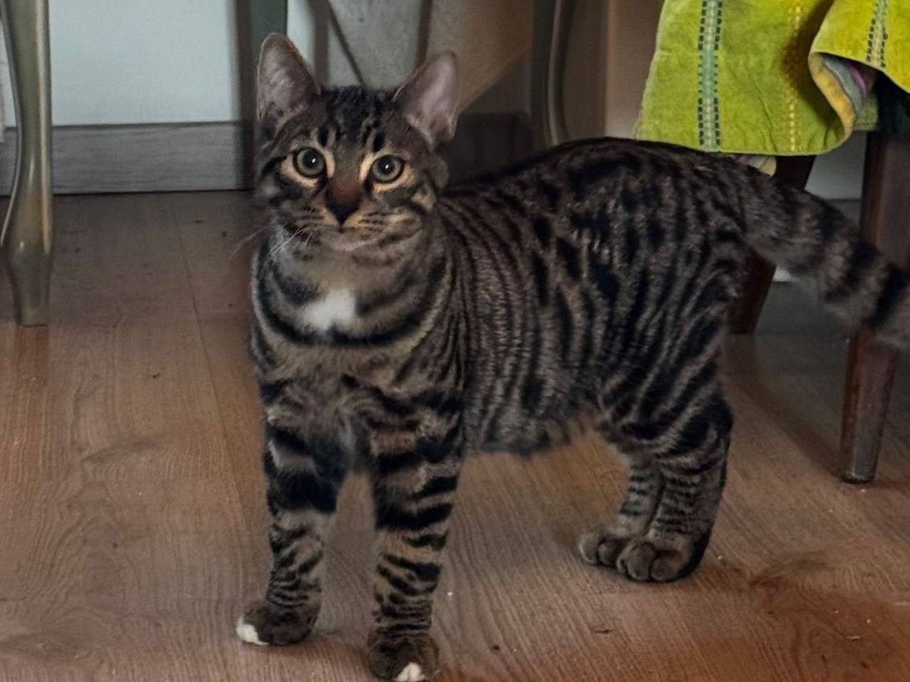 Adotta il gatto ARAMIS a Verona