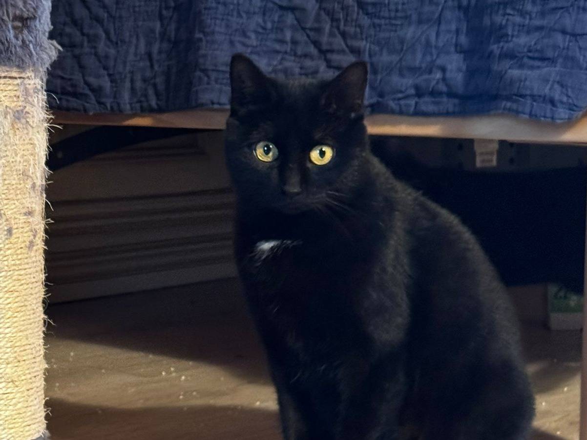 Adotta un gatto, femmina, 2 anni e 3 mesi, Verona