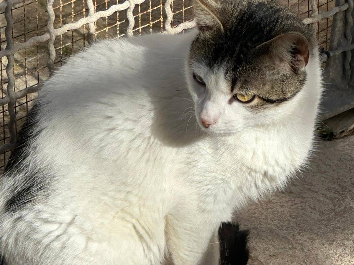 Adotta un gatto, taglia non valida, femmina, Trapani