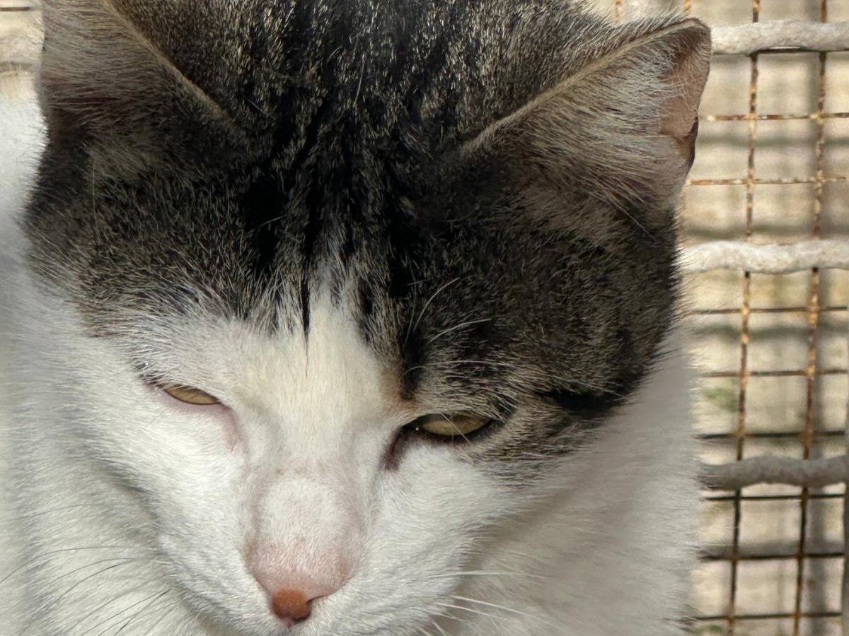Vuoi adottare un gatto a Trapani?