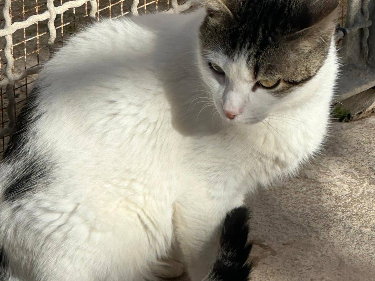 Adotta il gatto aurora a Trapani