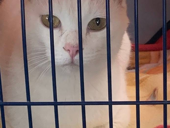 Adozione gatto, maschio, Razza sconosciuta Razza sconosciuta, 7 mesi, taglia non valida, Salerno