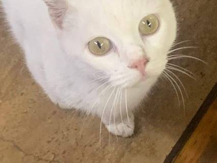 Adotta un gatto, taglia non valida, maschio, Salerno