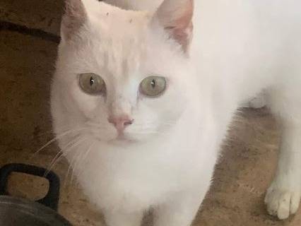 Vuoi adottare un gatto a Salerno?