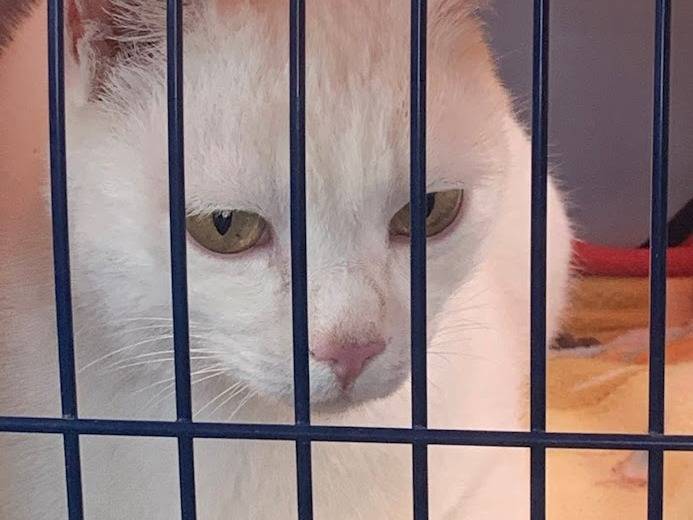 Adotta il gatto BIANCO a Salerno