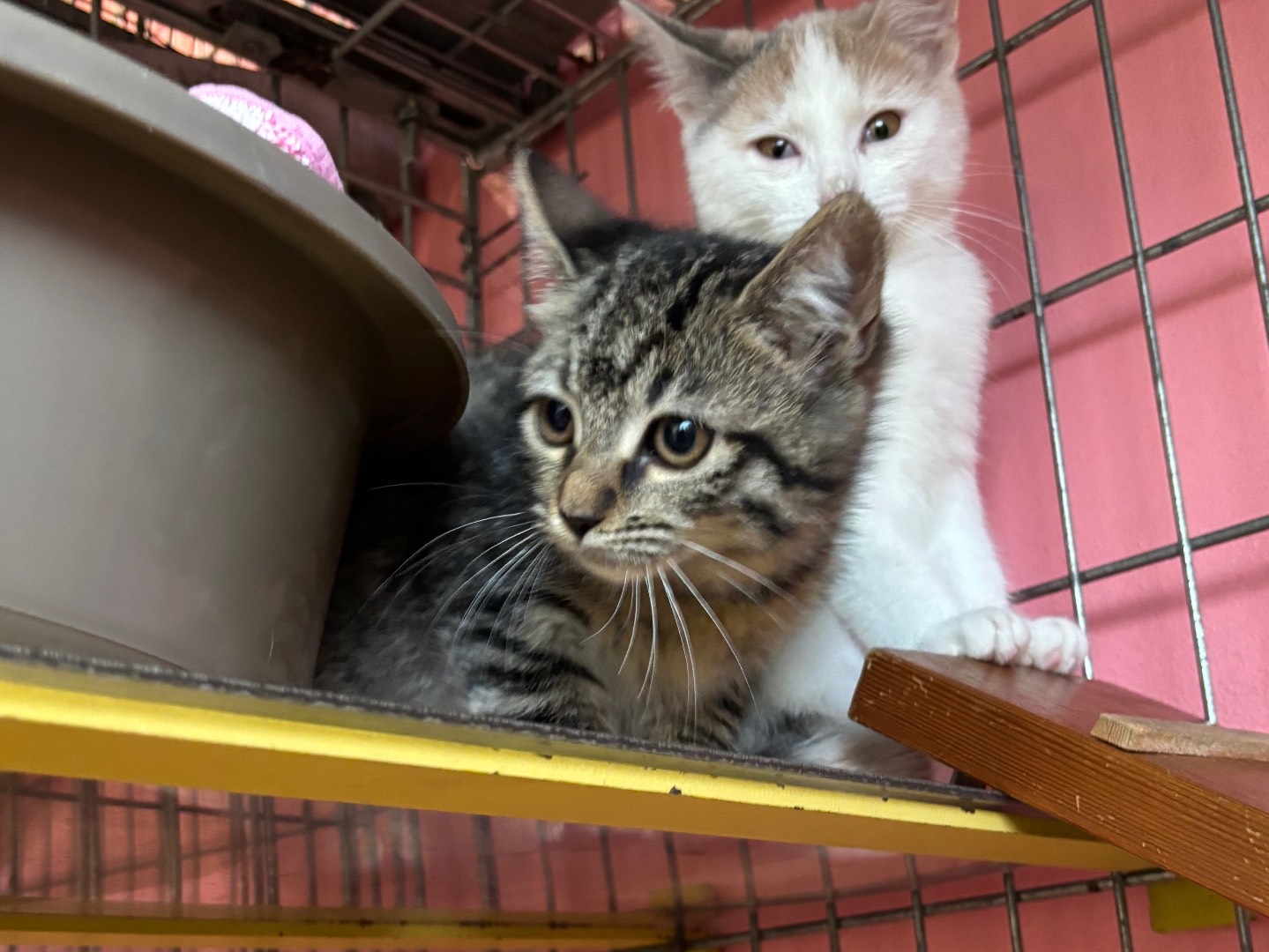 Adozione gatto, femmina, Razza sconosciuta Razza sconosciuta, 3 mesi, taglia non valida, Brescia