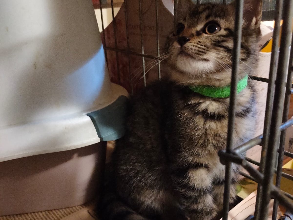 Adotta un gatto, femmina, 3 mesi, Brescia