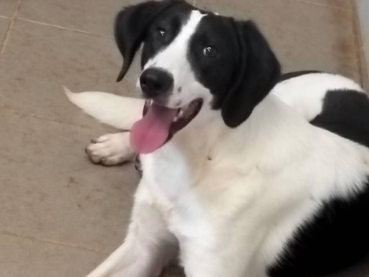 Adozione cane, maschio, Razza sconosciuta Razza sconosciuta, 1 anno e 2 mesi, taglia media contenuta, Torino