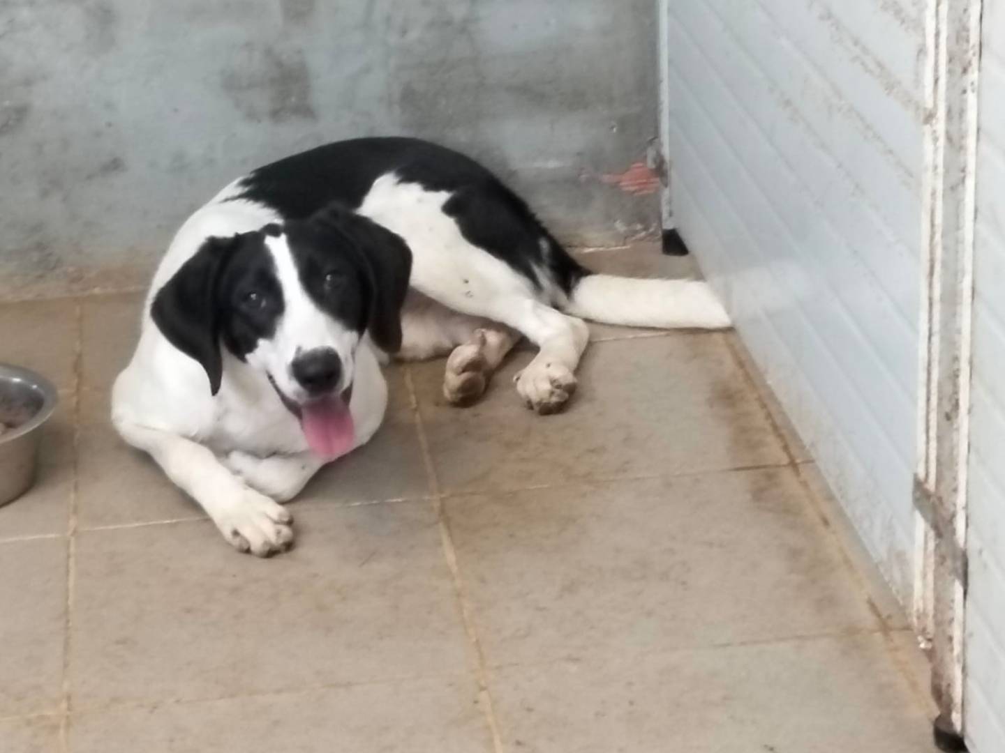 Adotta un cane, maschio, 1 anno e 2 mesi, Torino